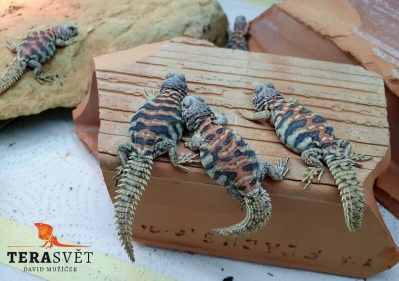 Uromastyx ornata (1)